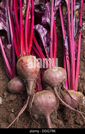 A group of beetroot freshly dug from the soil Stock Photo