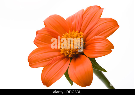 Tithonia rotundifolia, Mexican Sunflower. Stock Photo