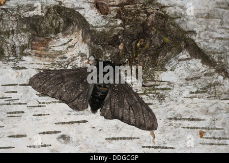Peppered moth, Birkenspanner, Birken-Spanner, Biston betularia f. carbonaria, Biston betularius, Amphidasis betularia, geometers Stock Photo
