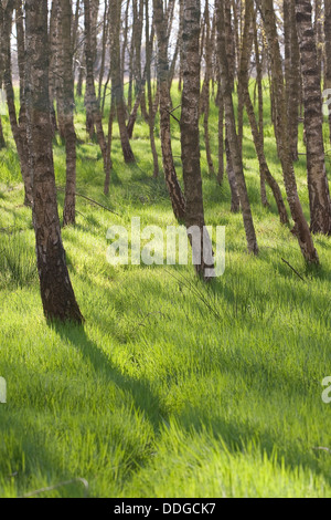 birch forest, birch grove, White Birch, Birch, Birkenwald, Birken, Wald, Birke, Betula sp. Stock Photo