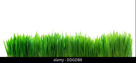 green grass isolated on white background Stock Photo - Alamy