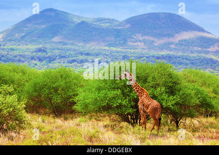 Giraffe in Tsavo West National Park, Kenya, Africa - African wildlife Stock Photo