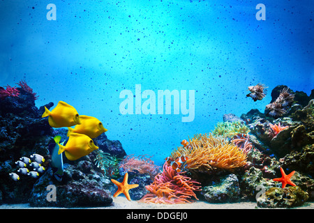 Underwater scene with coral reef Stock Photo