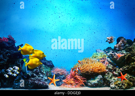 Underwater Scene With Coral Reef And Tropical Fish Stock Photo - Alamy
