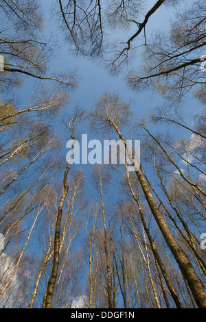 birch forest, birch grove, White Birch, Birch, Birkenwald, Birken, Wald, Birke, Betula sp. Stock Photo
