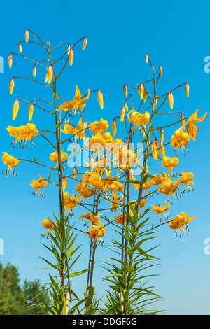 Yellow tiger lily flowers against blue sky Stock Photo