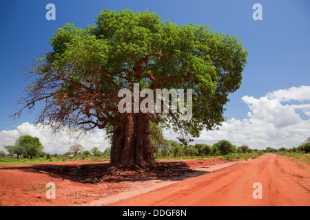 Baobab tree (Adansonia) on red dirt road, Kenya, Africa Stock Photo
