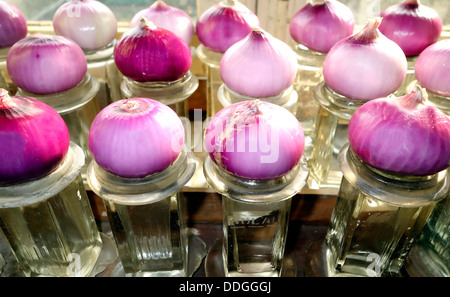 Growth of root tips in onion for mitosis experiments Stock Photo