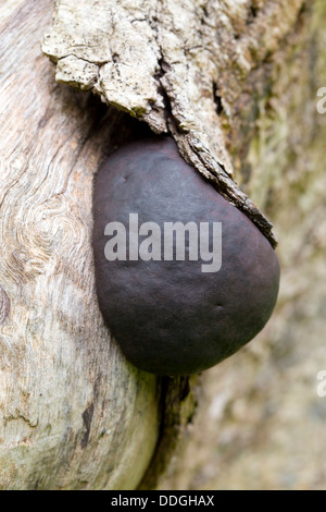 King Alfred's Cakes; Daldinia concentrica; UK Stock Photo