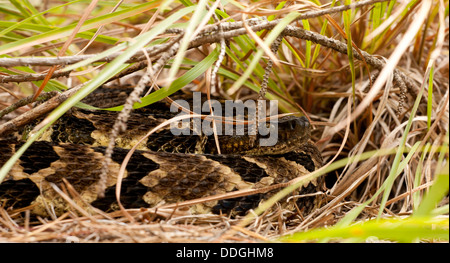 Gravid female timber rattlesnake - Crotalus horridus Stock Photo