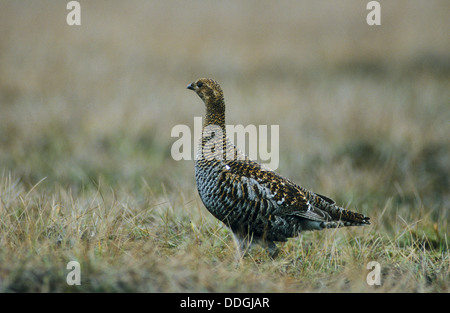 blackgame, black grouse, female, Birkhuhn, Birkhahn, Birkwild, Weibchen, Lyrurus tetrix, Tetrao tetrix Stock Photo