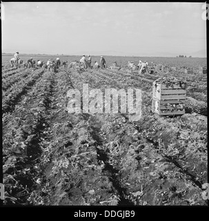 Tule Lake Relocation Center, Newell, California. Harvesting spinach. 538356 Stock Photo