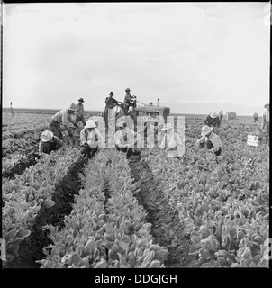 Tule Lake Relocation Center, Newell, California. Harvesting spinach. 538303 Stock Photo