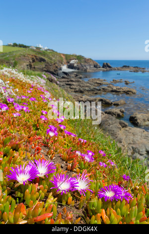 Lizard Point; Cornwall; UK; Hottentot Fig in Foreground Stock Photo