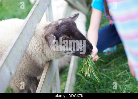 A sheep being fed grass through a gate by a child on a farm in north wales uk Stock Photo