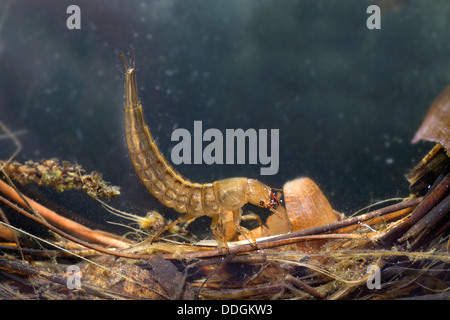 Larva; Great Diving Beetle; Dytiscus marginalis; Water; UK Stock Photo