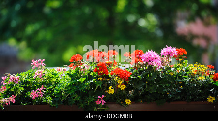 Flowers surrounding a cafe in Molshiem, Alsace, France Stock Photo