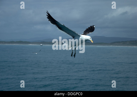 Cape Gull Stock Photo