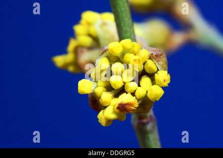 Spring buds on the bush barberry Stock Photo - Alamy