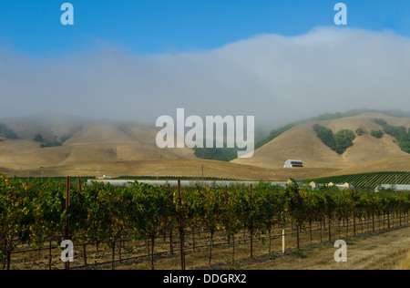 Fog on the hillside above a vineyard near Sonoma in the Napa Valley region, California, late summer Stock Photo