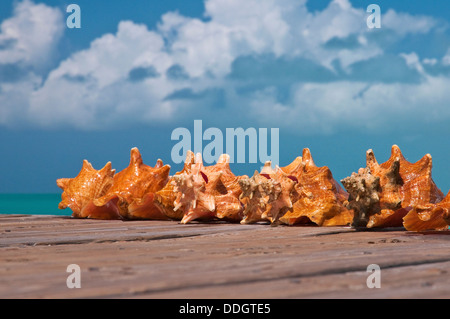 Freshly caught conch shells on a pier at Grace Bay in Providenciales, Turks & Caicos Stock Photo