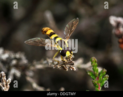 Long Hoverfly (Sphaerophoria scripta) Stock Photo