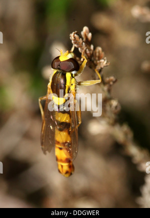Long Hoverfly (Sphaerophoria scripta) Stock Photo