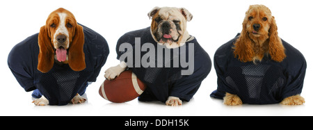 Face to face man and dog. An American football player in a helmet and  uniform stands