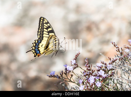 Old World Swallowtail, a large colourful butterfly, Papilio Machaon, in Apulia (Puglia), southern Italy, in flight with proboscis extended Stock Photo