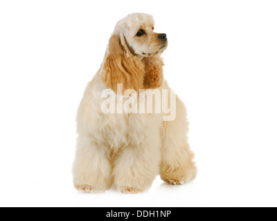 cute puppy - american cocker spaniel puppy standing on white background - 6 months old Stock Photo