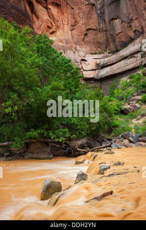 Big Bend and Virgin River, Zion National Park, Utah The river is muddy due to intense rainstorms upstream. Stock Photo