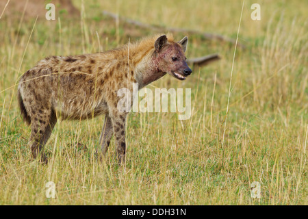 Hyna in the African savannah. Stock Photo