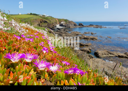 Lizard Point; Cornwall; UK; Hottentot Fig in Foreground Stock Photo