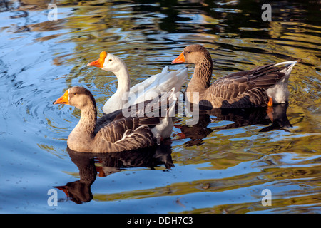 Gaggle of three geese swimming on pond; two Graylag Greylag geese and one white China goose. Stock Photo