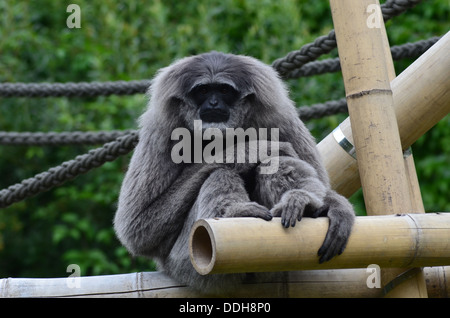 Munich Zoo Hellabrunn founded in 1911 was the first Geo-zoo worldwide. Animals live according to their geographic distribution in complex communities. Stock Photo