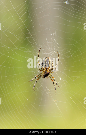 European garden spider (Araneus diadematus) having lunch in pine forest Stock Photo