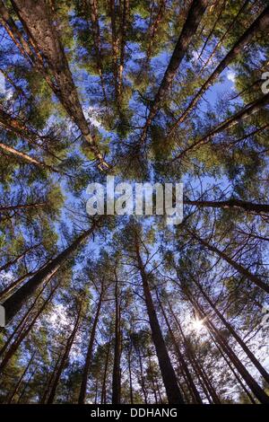 Germany/Brandenburg/Proschim, a forest with Pine trees in Brandenburg (Lusatia), 26 Aug 2013 Stock Photo