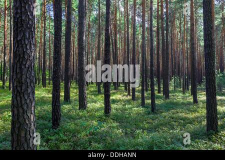 Germany/Brandenburg/Proschim, a forest with Pine trees in Brandenburg (Lusatia), 26 Aug 2013 Stock Photo