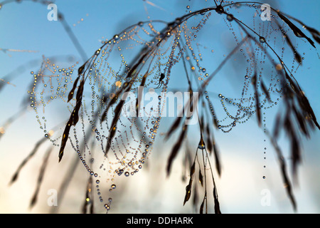 spider on a web of dew shining in drops Stock Photo