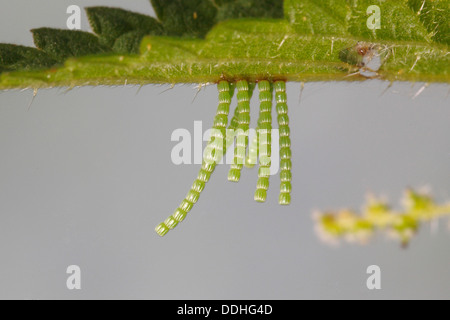 Long strings of eggs from the Map butterfly (Araschnia levana) on a nettle leaf Stock Photo