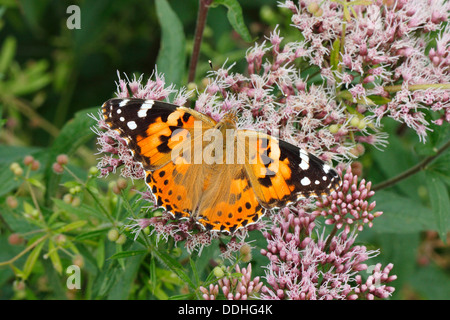 Painted Lady (Vanessa cardui, Cynthia cardui) perched on wild majoram Stock Photo