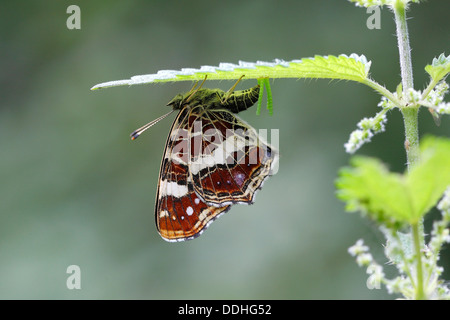 Map butterfly (Araschnia levana) laying eggs on the underside of a nettle leaf Stock Photo