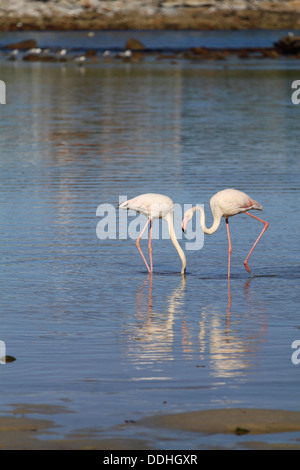 Two Greater Flamingos (Phoenicopterus roseus) at Kommetjie near Cape Town. Stock Photo