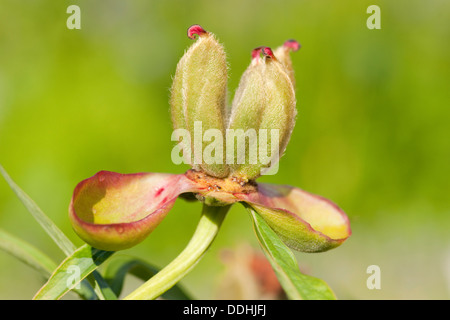 Common Garden Peony (Paeonia officinalis), follicle Stock Photo