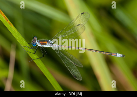 Emerald Damselfly or Common Spreadwing (Lestes sponsa) Stock Photo