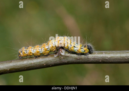 Buff-tip (phalera bucephala), caterpillar Stock Photo