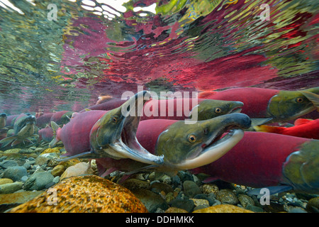 Sockeye Salmon, Redeye Salmon or Blueback Salmon (Oncorhynchus nerka ...