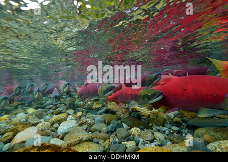 Sockeye Salmon, Redeye Salmon or Blueback Salmon (Oncorhynchus nerka), fish at spawning grounds Stock Photo