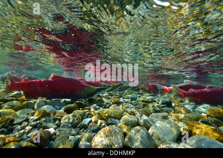 Sockeye Salmon, Redeye Salmon or Blueback Salmon (Oncorhynchus nerka), fish at spawning grounds Stock Photo