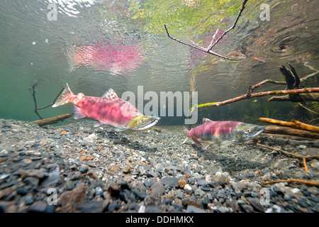 Sockeye Salmon, Redeye Salmon or Blueback Salmon (Oncorhynchus nerka), fish at spawning grounds Stock Photo